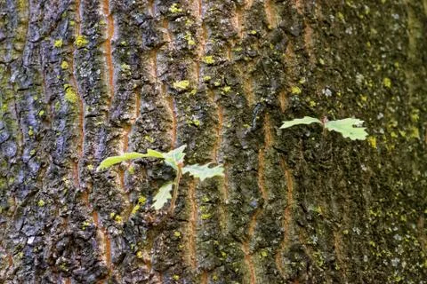 Stem of Quercus cerris Stock-Fotos