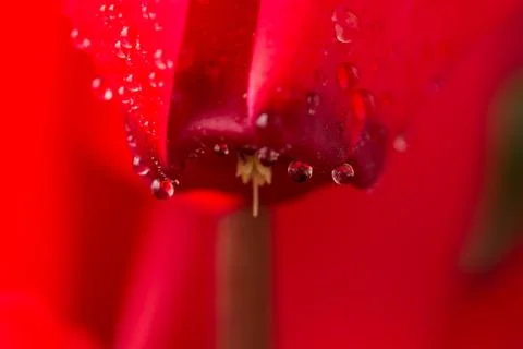 Stem of a red cyclamen Foto stock