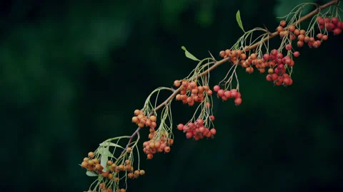 Stem of red, orange and yellow berries of the firethorn - close up. 4K tripod Stock Footage 213794909