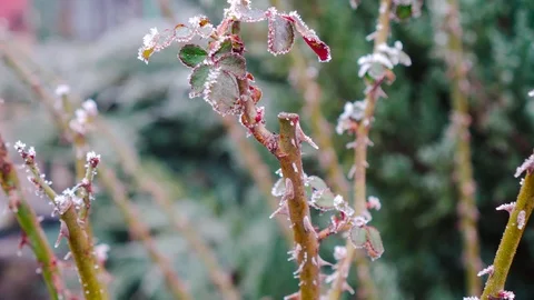 The stem of a rose with small leaves which formed the frost. Close-up. Video stock 123241922