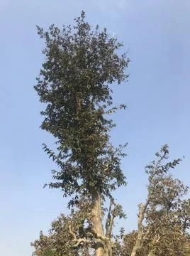 Stem on the sky Stock Photos