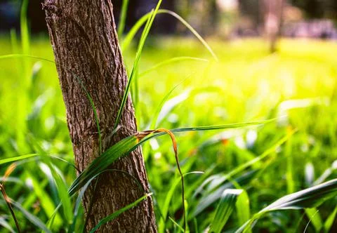 Stem of a small tree growing on the lawn in the park Stock Photos