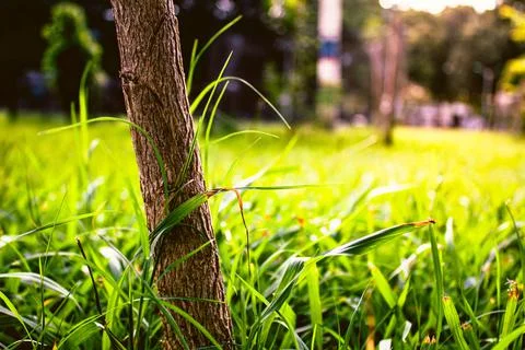 Stem of a small tree growing on the lawn in the park Stock Photos