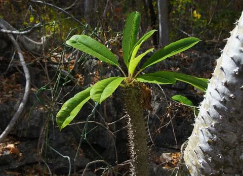Stem succulent apocynaceae Stock Photos