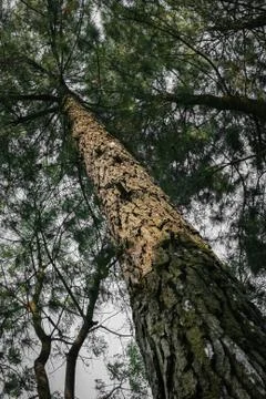The stem of tall tree Stock Photos