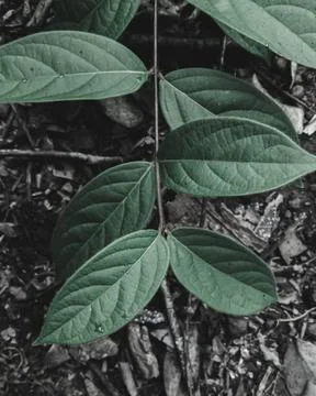 Stem of Textured Leaves Stock Photos