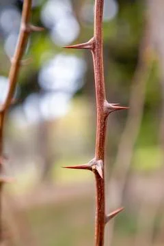 Stem with thorns. Stock Photos