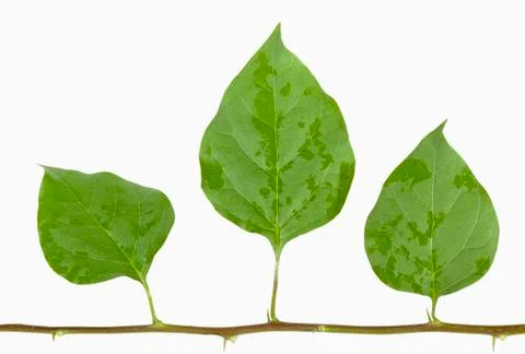 Stem of Three Bougainvillea Leaves with Tiny Thorns Stock Photos