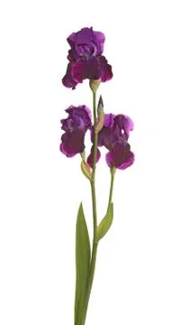 Stem with three purple iris flowers Stock Photos