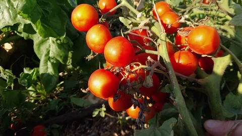 Stem of tomato with plenty of ripe tomatoes on field Stock Footage 250783868