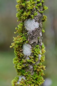Stem of tree, covered with lichens and moss. Stock Photos