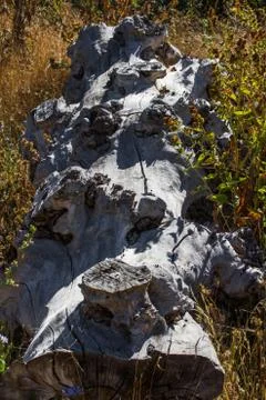 Stem tree dry 스톡 사진