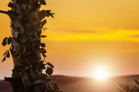 Stem of the tropical palm in sunset Stock Photos