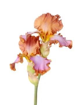 Stem with two multicolored iris flowers isolated Stock Photos