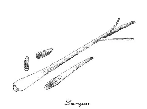 Stem Vegetable, Illustration of Hand Drawn Sketch Fresh Lemon Grass with Slic Illustrazione stock