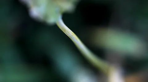 Stem of wheat. Macro video Video stock 36717431