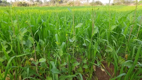 Stem of wheat plants in field. Video stock 176426728