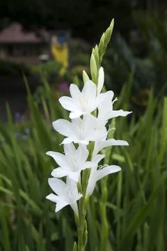 Stem of white flowers Stock Photos