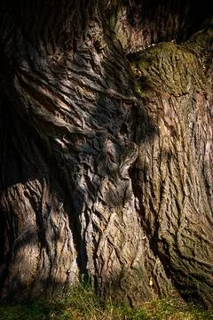 Stem of a willow tree Stock Photos