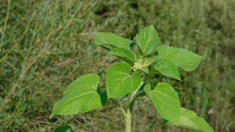 Stem of a young sunflower. Stock Footage 329065558