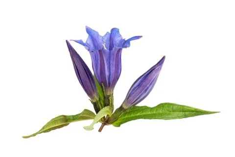 Stemless gentian Stock Photos