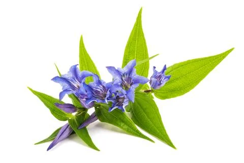 Stemless gentian Stock Photos