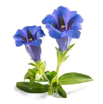 Stemless gentian Stock Photos