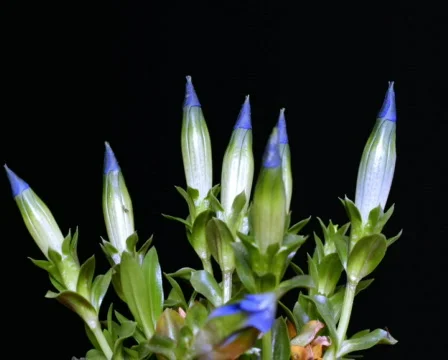 Stemless Gentian time lapse Stock Footage 605868