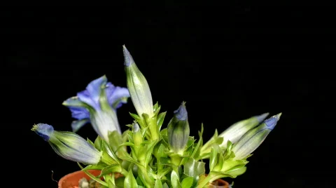 Stemless Gentian time lapse Stock Footage 620720