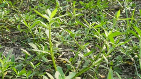 The stems of the Alligator weed Stock Footage 304060389