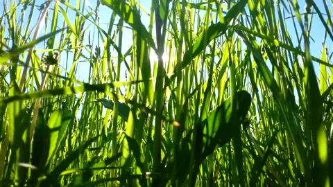 Stems and leaves of field herbs over a blue sky,  windy weather Stock Footage 142282816