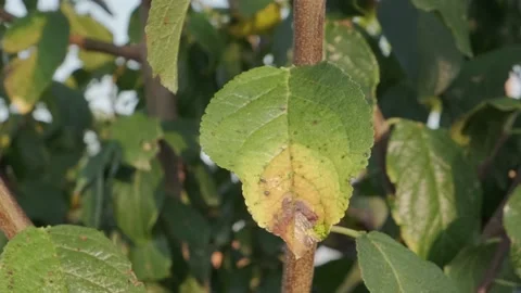 Stems and leaves of a young tree Stock Footage 160344971