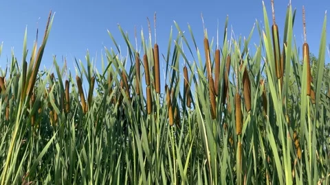 Stems of aquatic plants (Tipha) Stock Footage 282371539