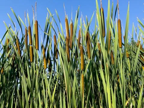 Stems of aquatic plants (Tipha) Stock Photos