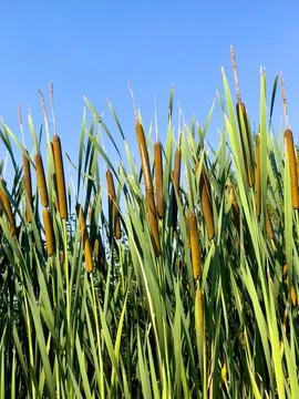 Stems of aquatic plants (Tipha) Stock Photos
