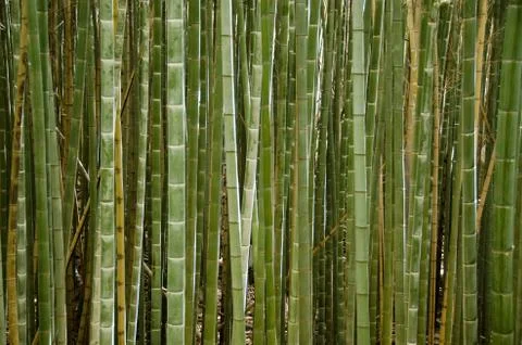Stems of a bamboo forest Stock Photos