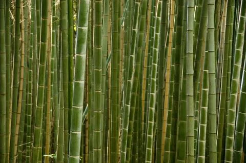 Stems of a bamboo forest Stock Photos