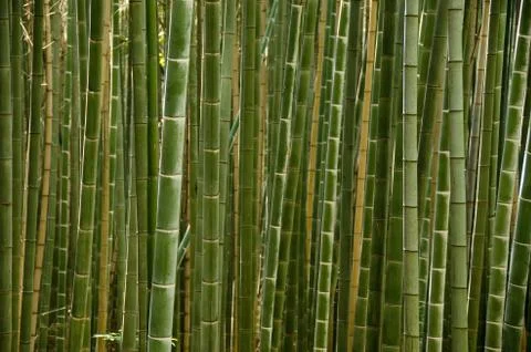 Stems of a bamboo forest Stock Photos