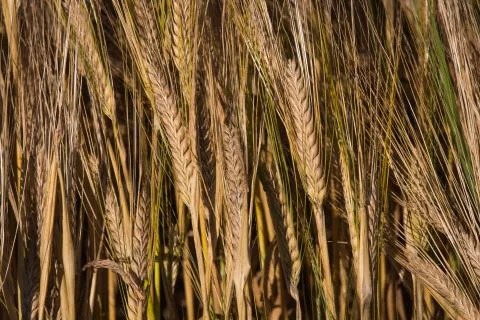Stems of barley in detail Stock Photos