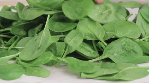 Stems being removed from baby spinach Stock Footage 24656385