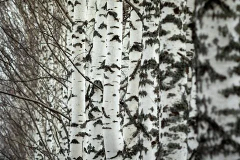 Stems of birch trees in the early spring Stock Photos