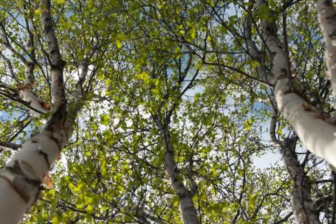 Stems of the birches Foto stock