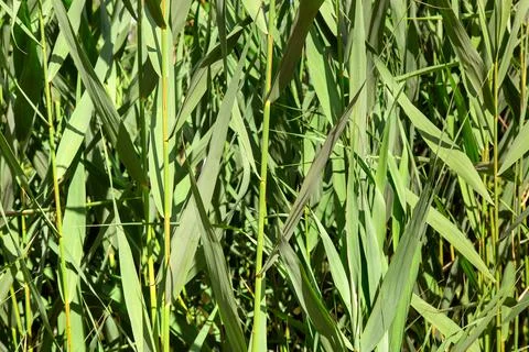 Stems with bulrush leaves close up. Stock Photos