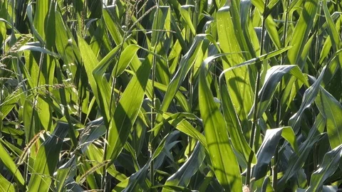 Stems of corn moved by the wind Stock-Footage 116502789