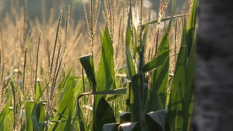Stems of corn moved by the wind at sunset Video stock 116502609