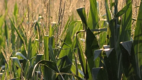 Stems of corn moved by the wind at sunset Video stock 116502731