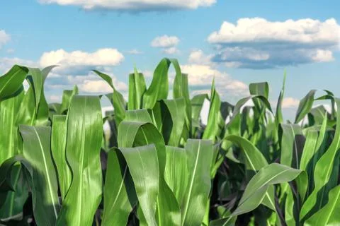 Stems of corn Stock Photos
