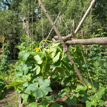 Stems of cucumbers in the garden Stock Photos