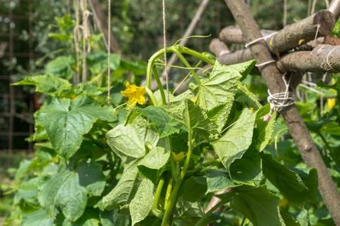 Stems of cucumbers in the garden Stock Photos