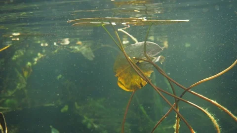 Stems of decaying water lily stems underwater with plankton drifting around Stock Footage 122037546